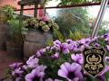 Paarse petunia's op het terras van De Rustende Jager